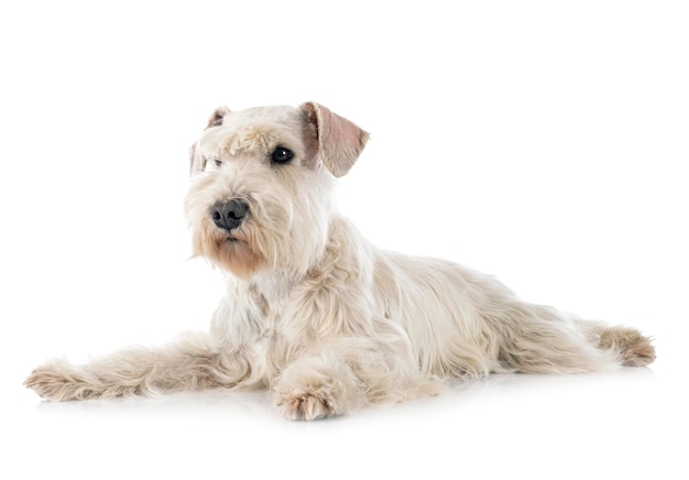 Schnauzer miniatura blanco delante de un fondo blanco