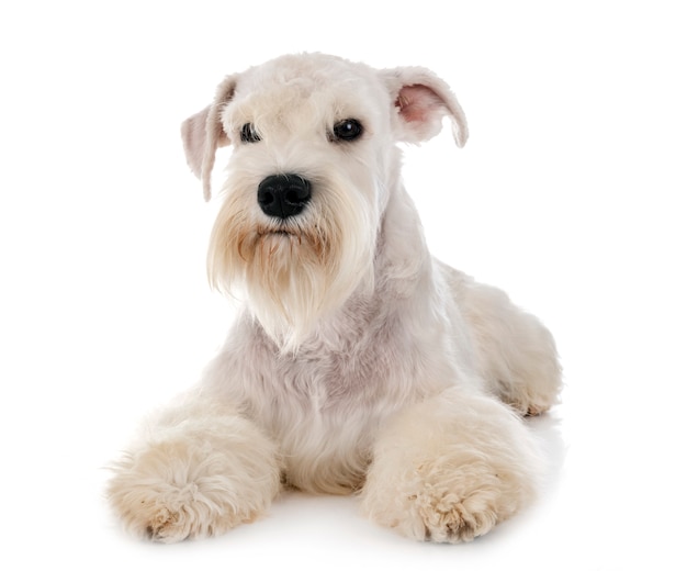 Schnauzer miniatura blanco