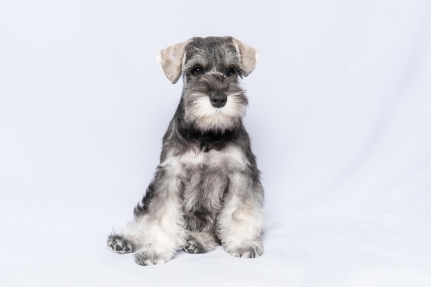 Schnauzer miniatura branco e cinza se senta e olha para você em um espaço de cópia de fundo claro Filhote de schnauzer miniatura barbudo