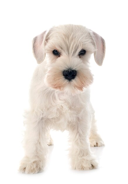 Schnauzer miniatura branco isolado