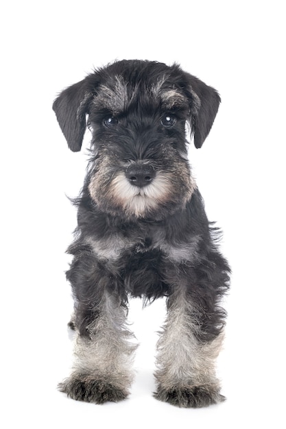 Schnauzer miniatura cachorro