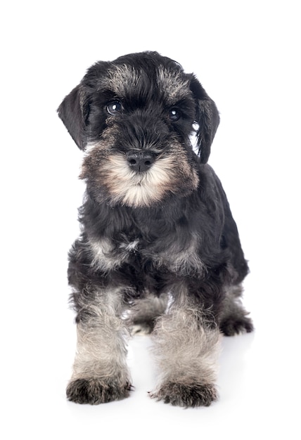 Schnauzer miniatura cachorro