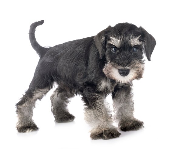 Schnauzer miniatura cachorro