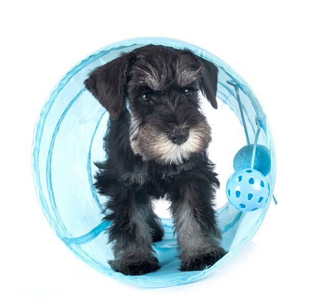 Schnauzer miniatura cachorro