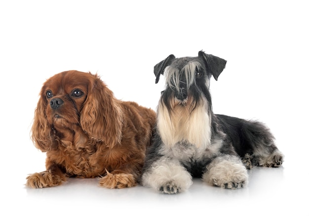 Schnauzer miniatura y cavalier king charles delante en blanco aislado