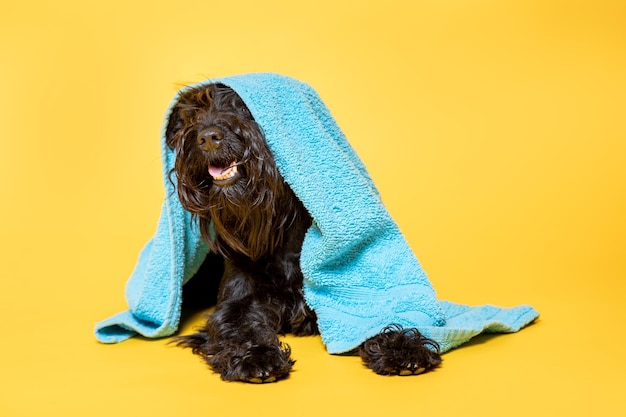 Schnauzer miniatura com uma toalha na cabeça contra um fundo amarelo