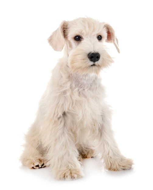 schnauzer miniatura de cachorro branco