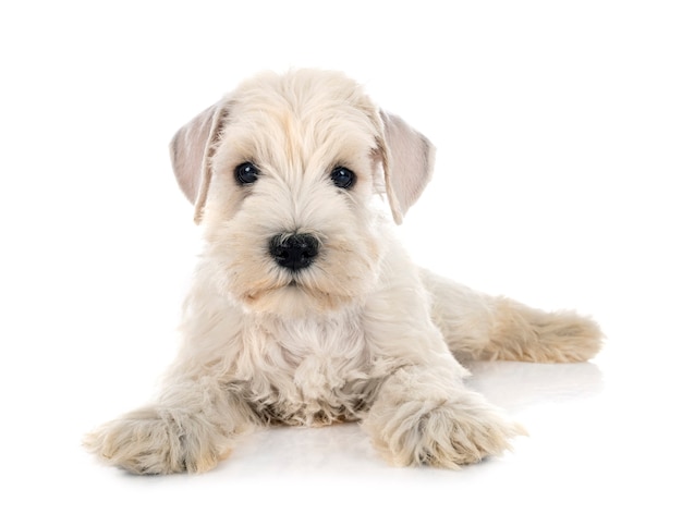 Schnauzer miniatura de cachorro na frente do fundo branco