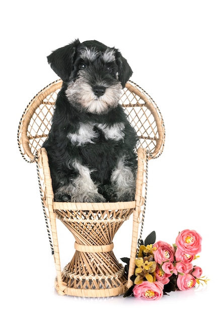 schnauzer miniatura de filhote de cachorro