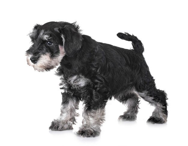 schnauzer miniatura de filhote de cachorro