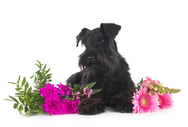 Schnauzer miniatura delante sobre blanco aislado