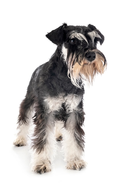 Schnauzer miniatura em branco isolado