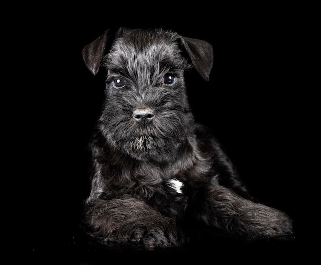 schnauzer miniatura em estúdio