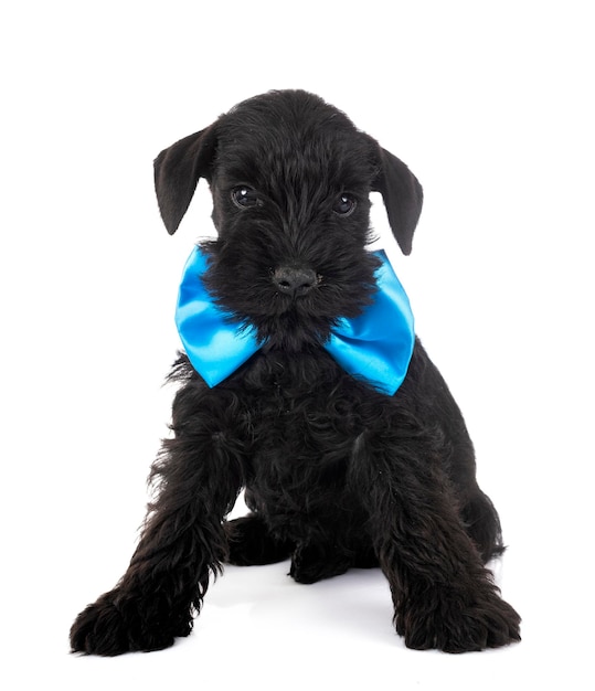 schnauzer miniatura em estúdio