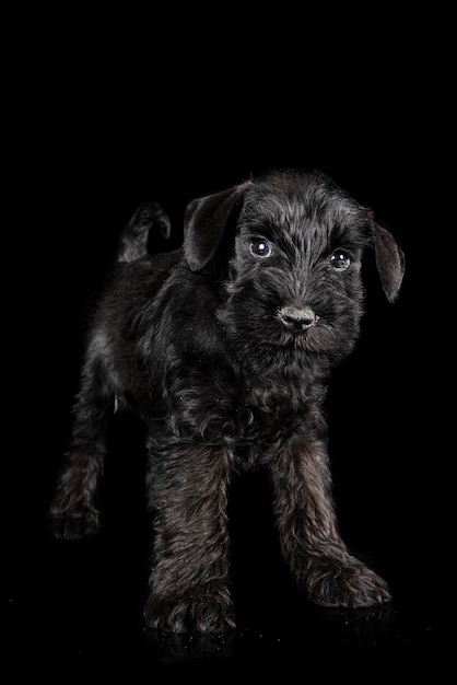 Schnauzer miniatura em estúdio