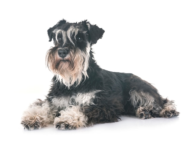 Schnauzer miniatura en estudio