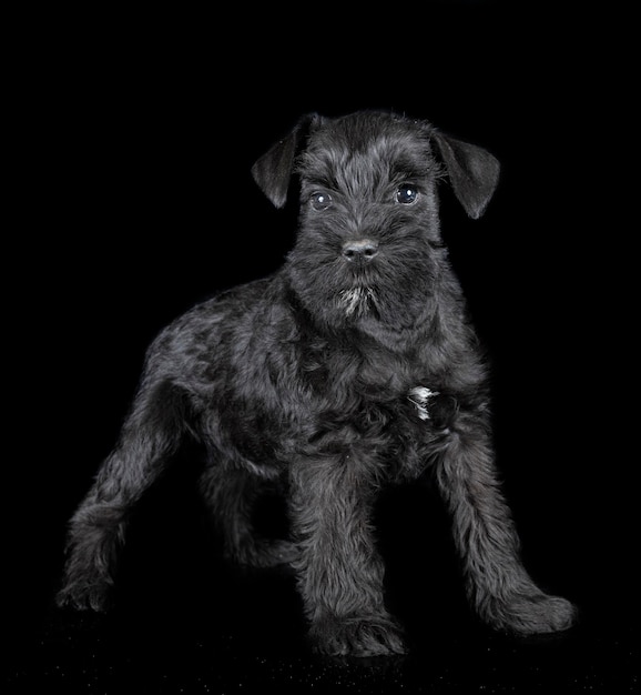 Foto schnauzer miniatura en estudio