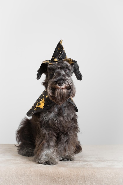 Schnauzer miniatura fantasiado de halloween