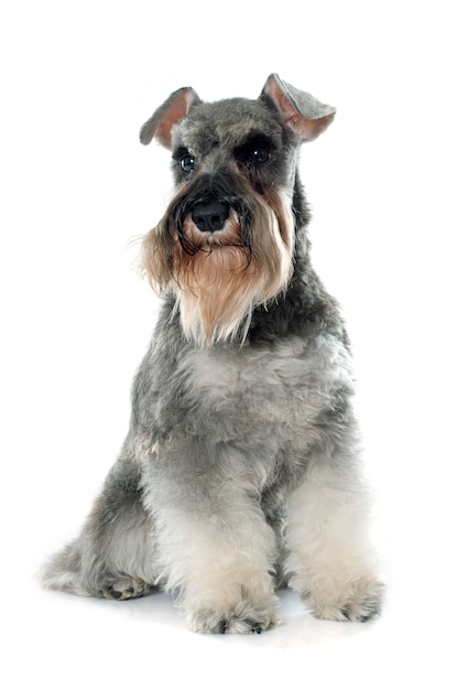 schnauzer miniatura gris