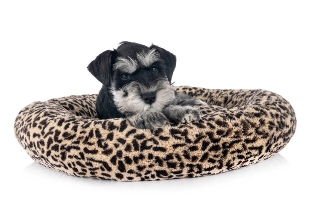 Schnauzer miniatura isolado
