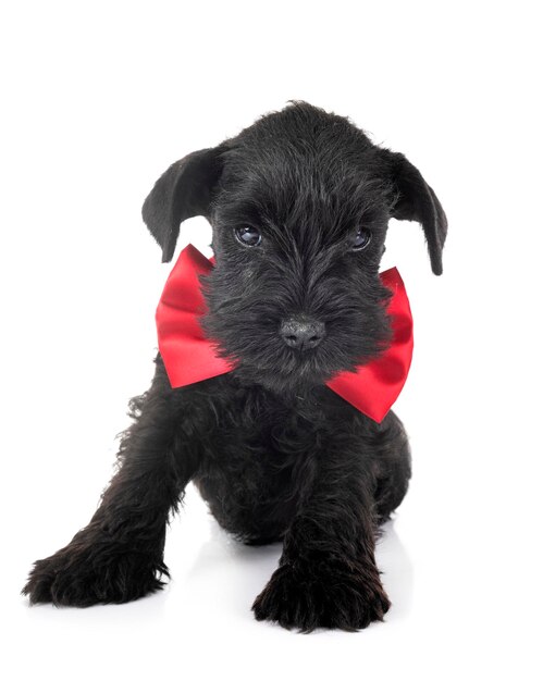 schnauzer miniatura na frente de fundo branco