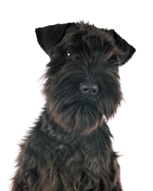 Schnauzer miniatura negro aislado