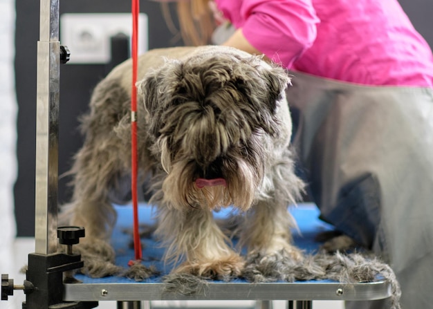 Schnauzer miniatura negro y plateado sobre procedimientos de preparación