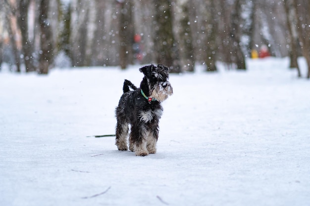 Schnauzer miniatura perro barba mini cachorro En la tarde lindo doméstico para raza adorable mamífero