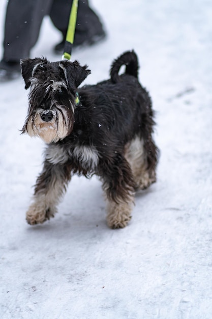 Schnauzer miniatura perro barba mini negro Por la tarde retrato animal para pedigrí desde cachorro