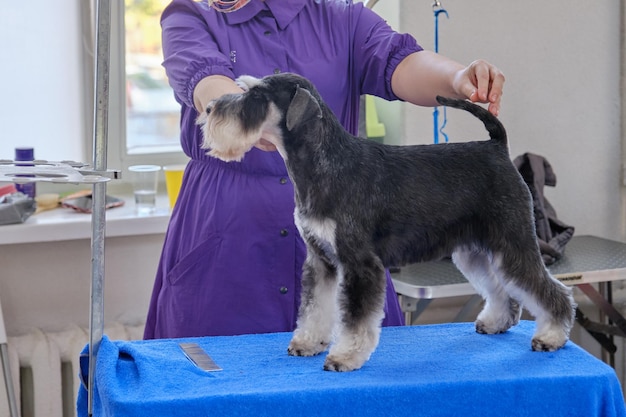 Schnauzer miniatura de pie sobre una mesa después de la preparación de pedigrí en un salón de animales