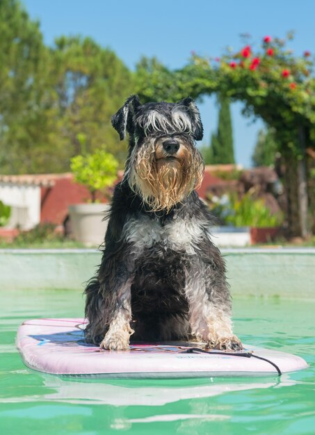 Schnauzer miniatura y piscina