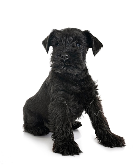 Schnauzer miniatura preto em estúdio