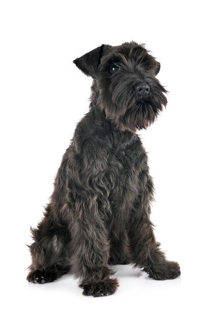 Schnauzer miniatura preto isolado