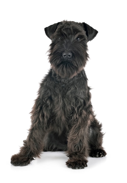 Schnauzer miniatura preto