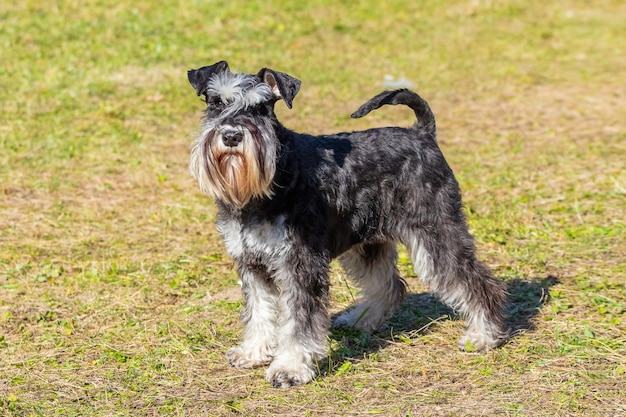 Schnauzer miniatura de raza de perro lanudo en el parque sobre la hierba en tiempo soleado