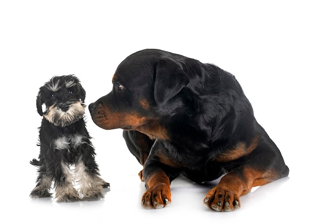 Schnauzer miniatura y rottweiler