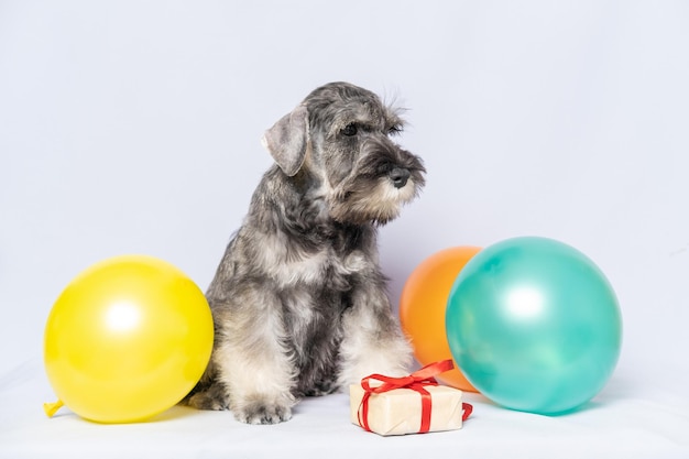 Schnauzer miniatura sentado junto a una caja de regalo y globos de colores sobre un fondo blanco.