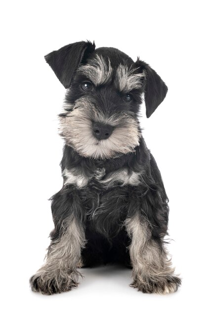 Schnauzer miniatura