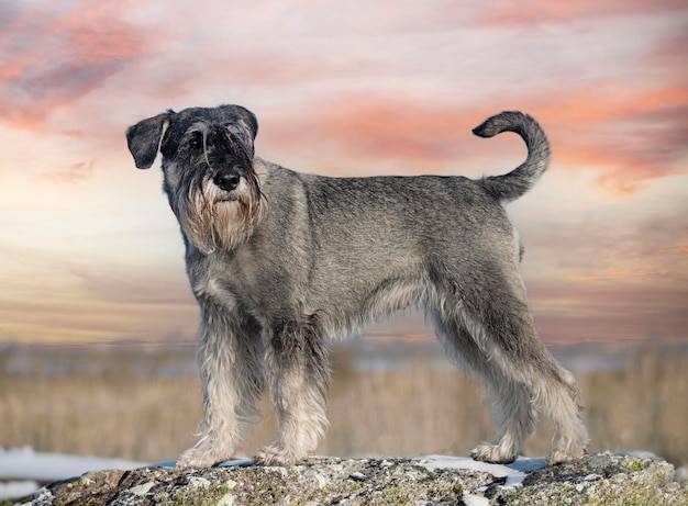 Schnauzer padrão na natureza