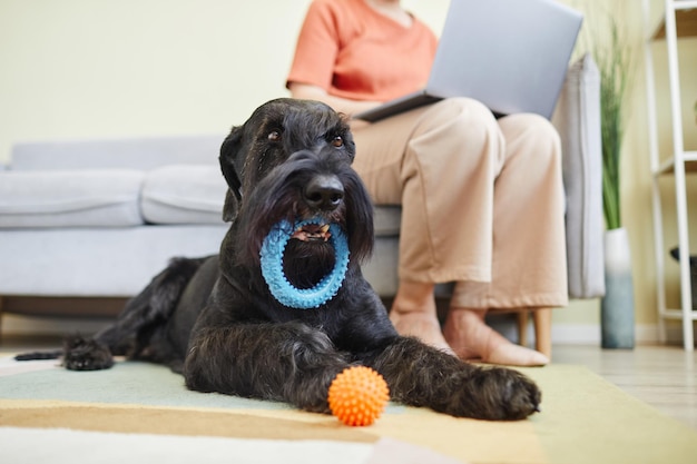 Schnauzer preto deitado no chão e jogando brinquedos enquanto seu dono trabalhando no laptop no sofá em backgro