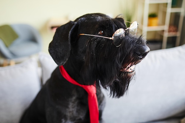 Schnauzer preto usando óculos e gravata vermelha sentado no sofá na sala