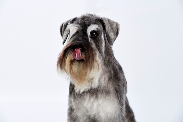 Schnauzer terrier perro con su lengua afuera