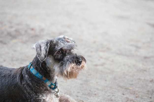 Schnauzerhund der Nahaufnahme, der auf unscharfem Zementboden vor Hausansichthintergrund schaut