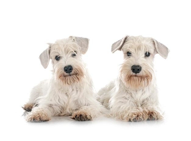 Schnauzers blancos en miniatura delante de un fondo blanco