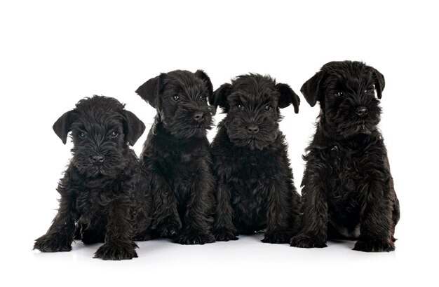 Schnauzers miniatura negro en estudio