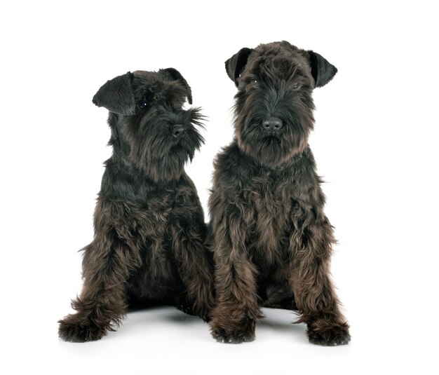 Schnauzers miniatura pretos isolados