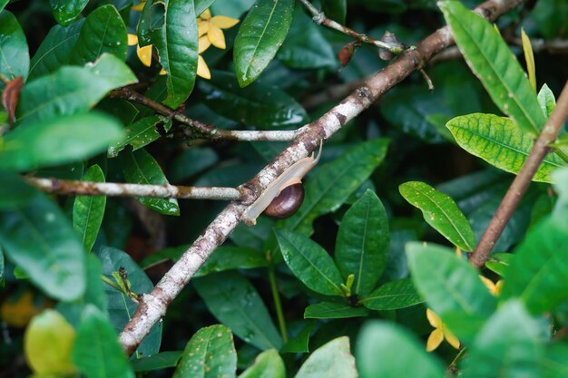 Schnecke auf Ast Premium-Foto