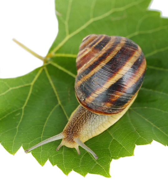 Schnecke auf Blatt lokalisiert auf Weiß