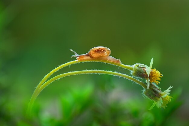 Schnecke auf Blume im tropischen Garten