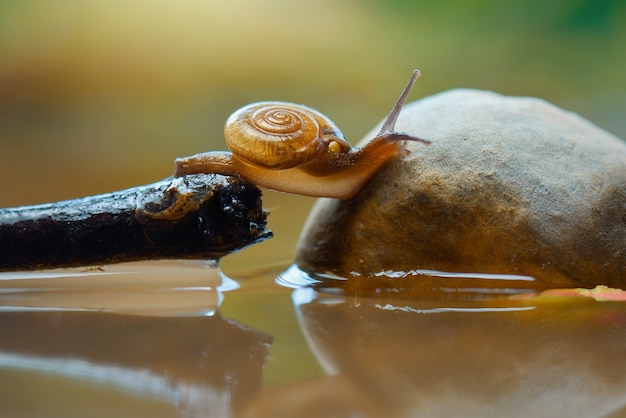 Schnecke auf Blume im tropischen Garten